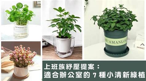 辦公桌植物推薦|辦公室盆栽指南：讓空氣更清新，工作更舒心 